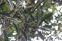 Holigarna arnottiana